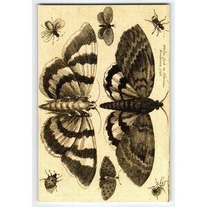 Insect Moth Butterfly Art Print 1646 Botanical Illustration 4x6 Glossy Photo